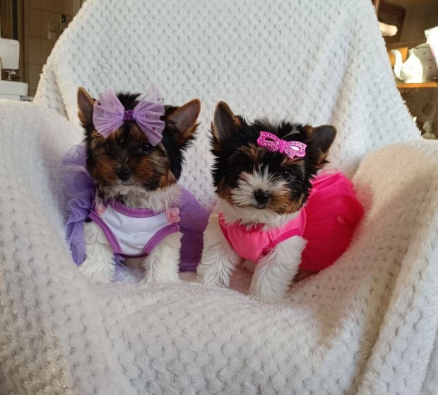 Mini Biewer Yorkshire Terrier l�ny kiskutya elad�