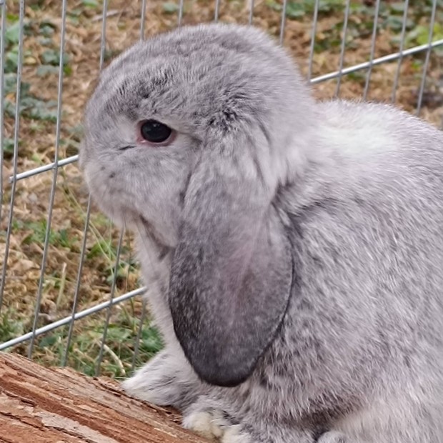 Mini Kosorrú nyuszi tenyészetből eladó