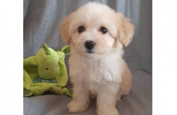 Mini Maltipoo lány ( toy uszkár apától )