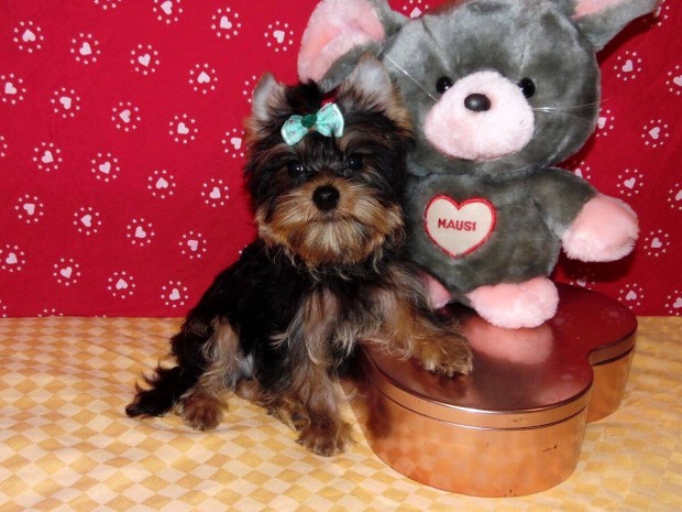 Mini Trzsknyves Yorki, Yorkshire terrier