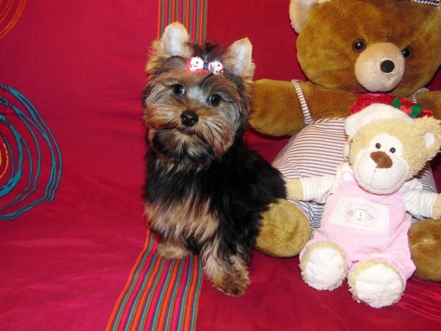 Mini Yorki Yorkshire terrier trzsknyvvel + veszettsgelleni olt