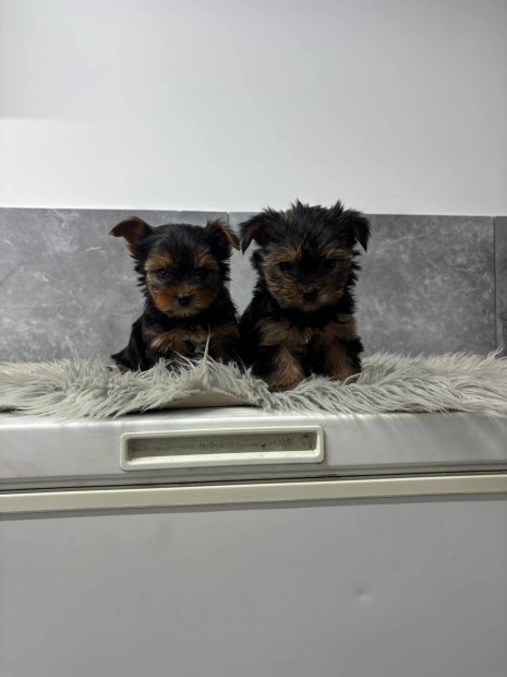 Mini Yorki , yorkshire terrier fajtatiszta jelleg yorkik foglalhatk