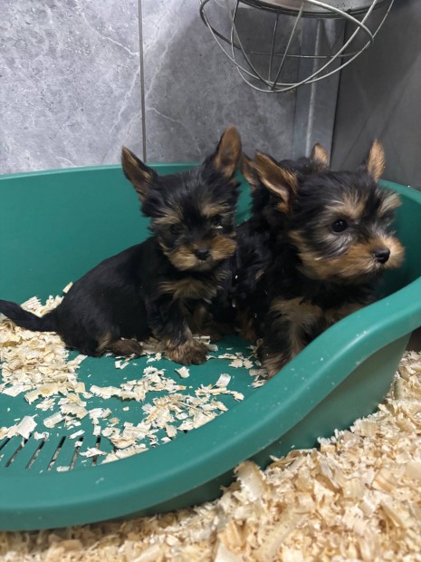 Mini Yorki , yorkshire terrier fajtatiszta jelleg yorkik foglalhatk