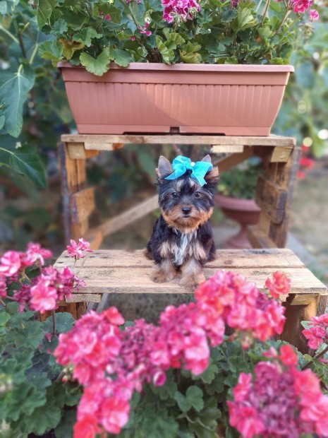 Mini Yorkshire Terrier kan kiskutya eladó