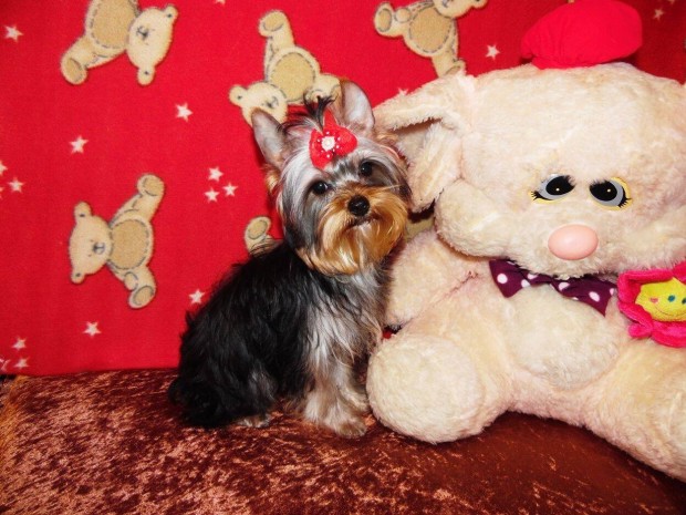 Mini Yorkshire terrier, Yorki ivartalan�tva, T�rzsk�nyvezve