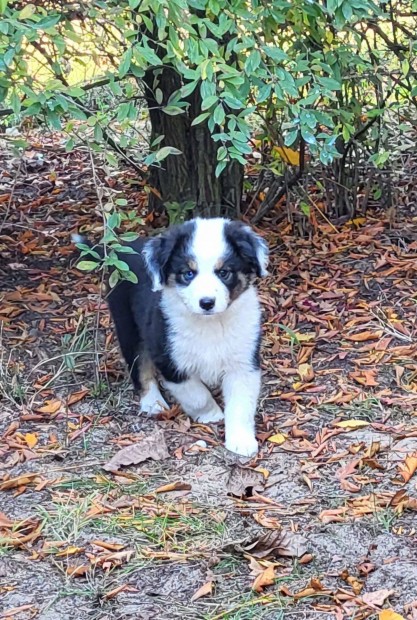 Mini ausztrl juhsz, mini aussie, mini amerikai juhsz