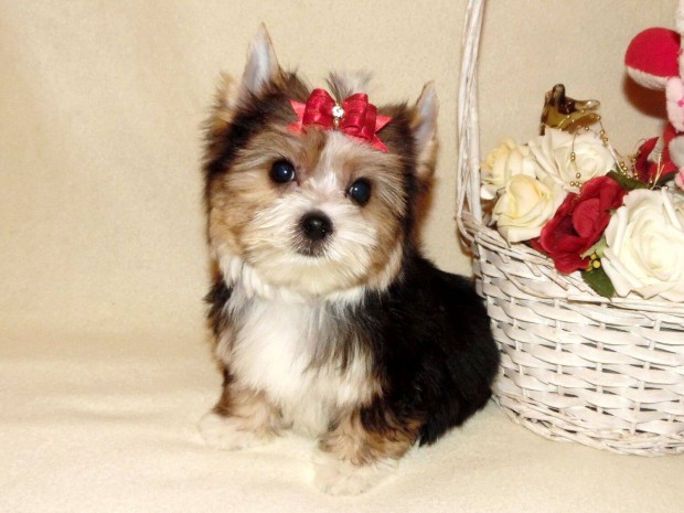 Mini bjos Biewer Yorkshire terrier, Yorki