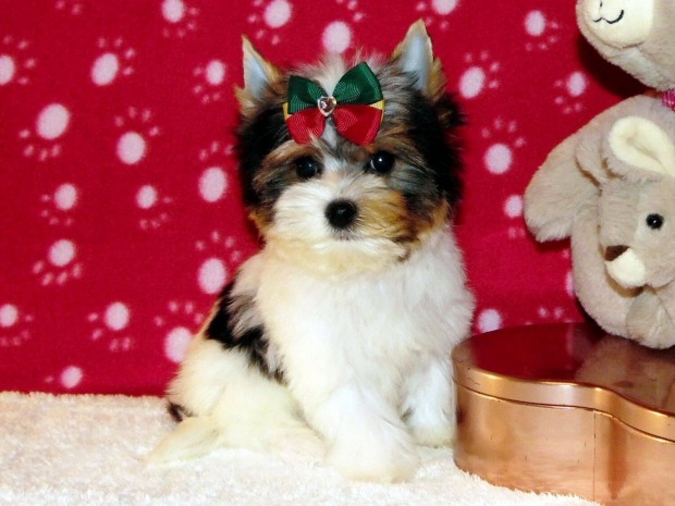 Mini bjos Trzsknyves Biewer Yorkshire terrier, Yorki