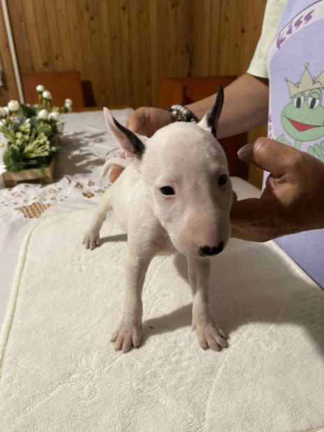 Mini bullterrier kölykök
