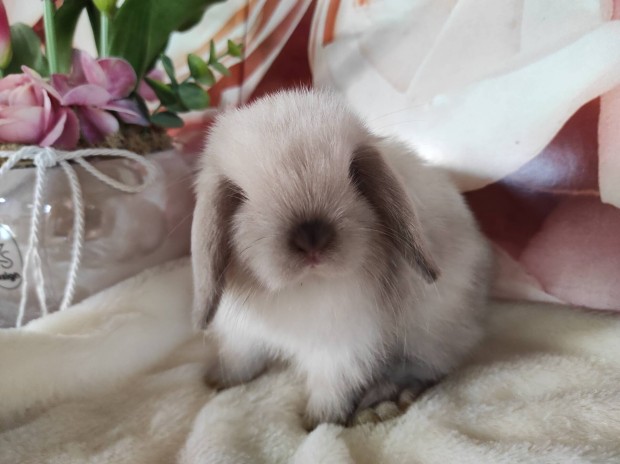 Mini és kosorrú törpe nyuszi, törpenyúl