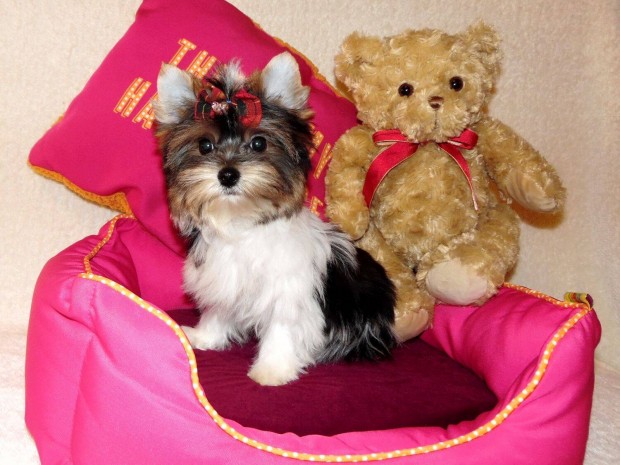 Mini-extra mini, Törzskönyves Biewer Yorkshire terrier, Yorki