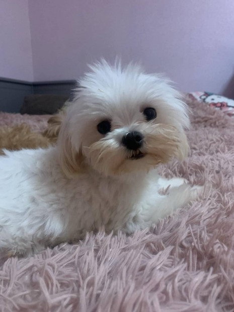 Mini fajtatiszta jelleg Bichon luxus ingyen