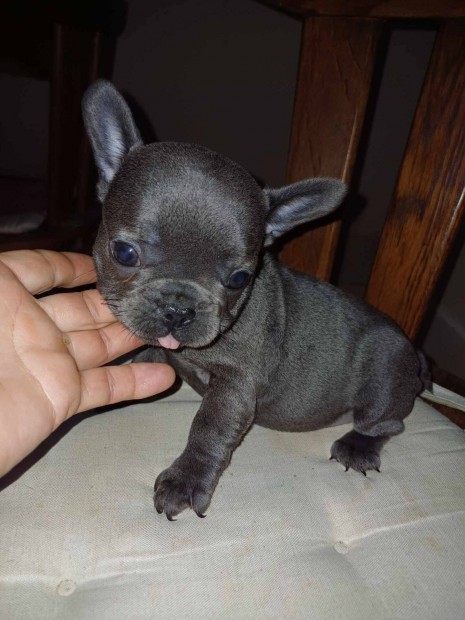 Mini francia bulldog kislny, kisfi, fajtatiszta jelleg