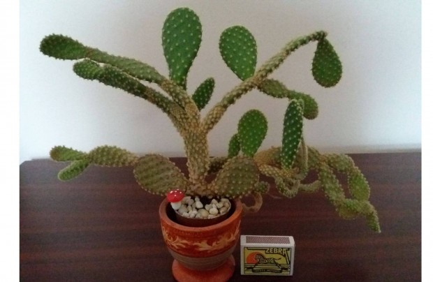 Mini kaktusz kaspban dekorcikkal
