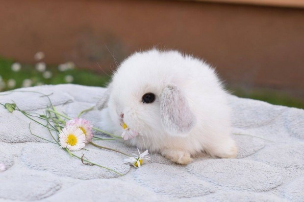 Mini kosorrú, lógófülű törpenyuszi, törpenyúl tenyészetből