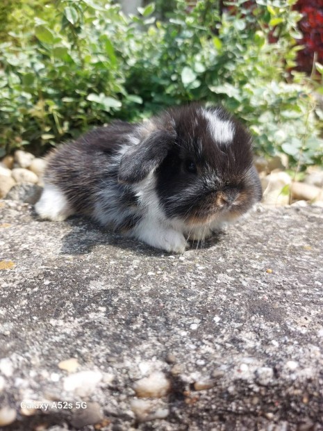 Mini kosorrú extra pici kisnyuszi