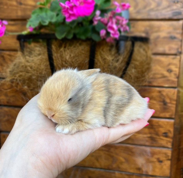 Mini kosorrú kisnyuszik foglalhatók