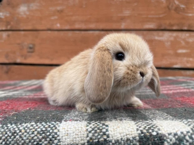 Mini kosorrú/lógófülű nyúl, nyuszi, törpenyúl