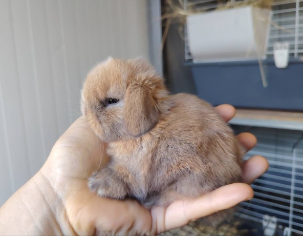 Mini kosorrú lógófülű törpe nyuszi tenyésztőtől