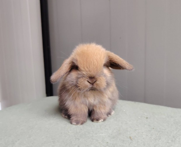 Mini kosorrú lógófülű törpe nyuszi tenyésztőtől
