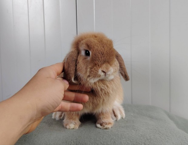 Mini kosorrú lógófülű törpenyúl tenyésztőtől