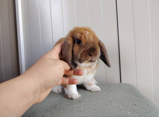 Mini kosorrú lógófülű törpenyúl tenyésztőtől