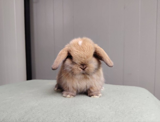 Mini kosorrú lógófülű törpenyúl tenyésztőtől