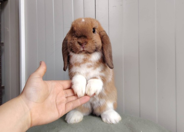 Mini kosorrú lógófülű törpenyuszi tenyésztőtől