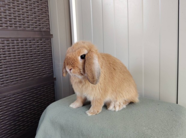 Mini kosorrú lógófülű törpenyuszi tenyésztőtől