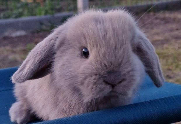 Mini kosorr nstny nyuszi, trpe nyl