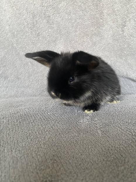 Mini kosorr nyuszi