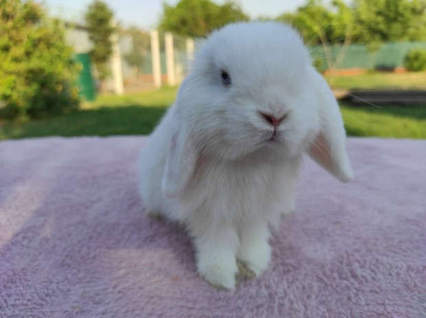 Mini kosorrú nyuszi, törpenyúl