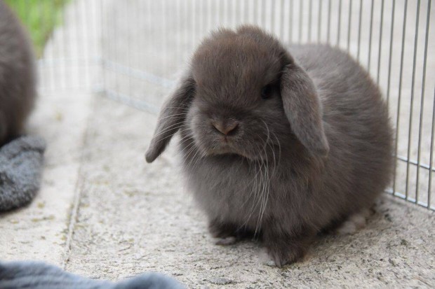 Mini kosorrú törpenyúl, lógófülű törpenyuszi tenyészetből