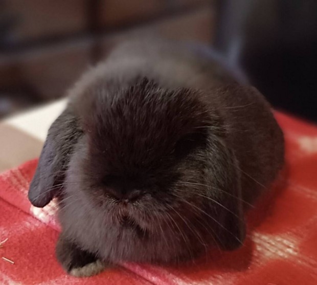 Mini kosorrú törpenyuszi
