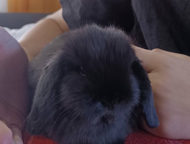 Mini kosorr trpenyuszi