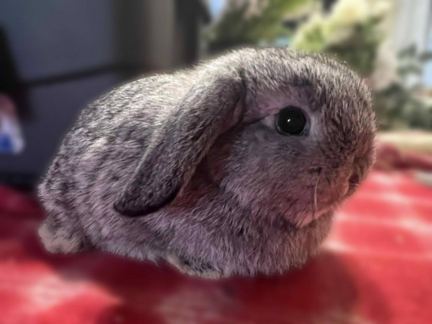 Mini kosorrú törpenyuszi
