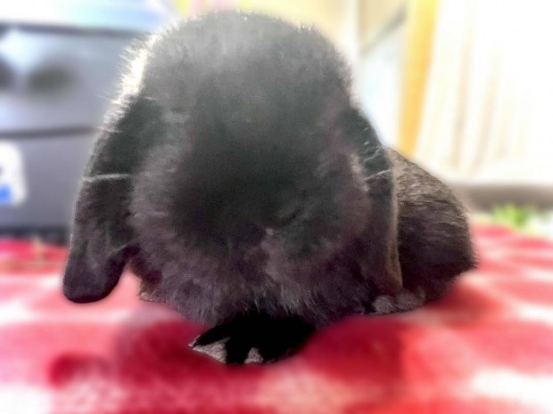 Mini kosorrú törpenyuszi tenyészetből eladó