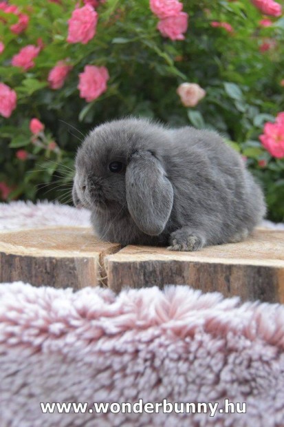 Mini kosorrú törpenyuzsi, törpenyúl tenyészetből