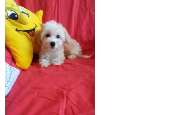 Mini maltipoo lánykák várnak Rád , azonnal vihetők toy uszkár apaa