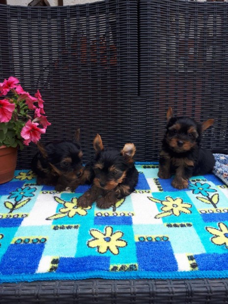 Mini méretű yorkshír terrier fajtiszta jellegű kisfiú