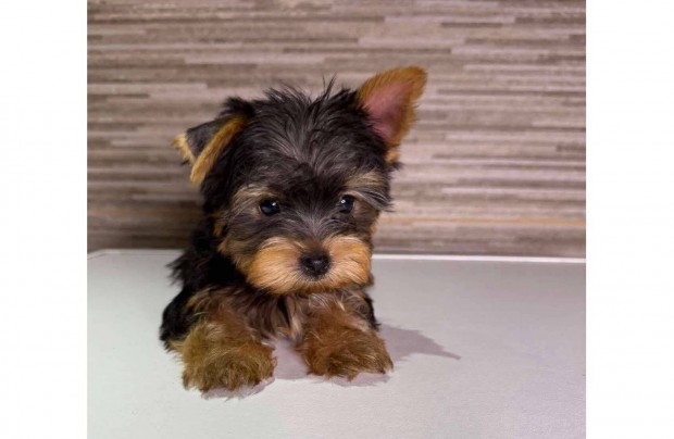 Mini yorki, yorkshire terrier kiskutyák eladók!