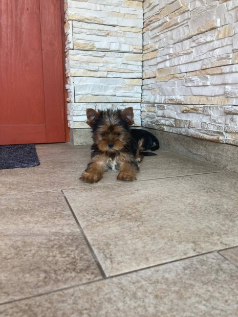 Mini yorki fi