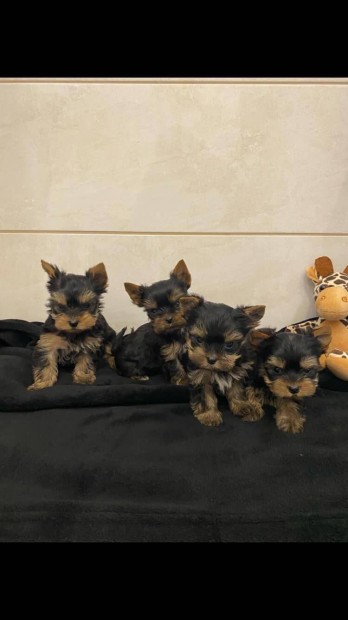 Mini yorki kis kutyk