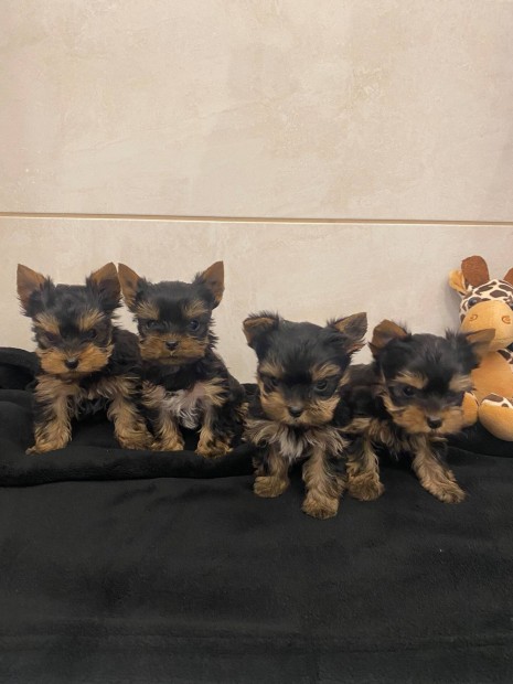 Mini yorki kis kutyk