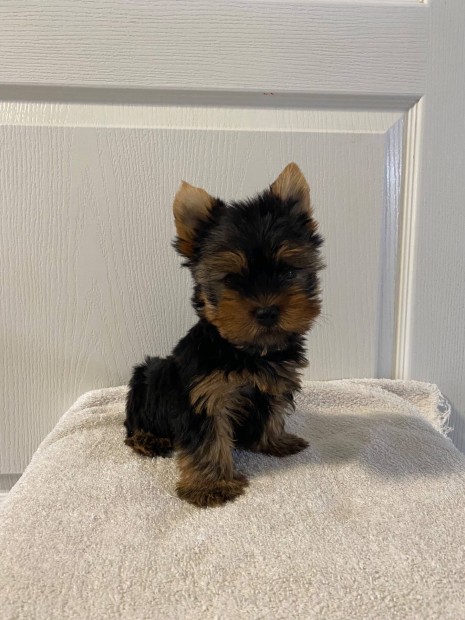 Mini yorki kis kutyák
