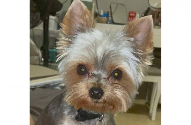 Mini yorkie kan kutyus, 1ves