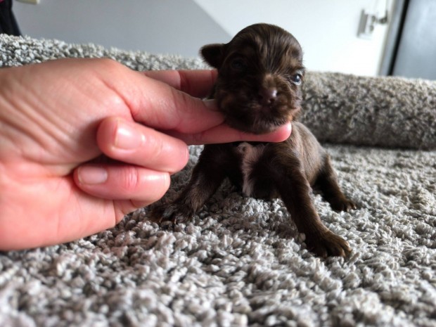 Mini yorkshire terrier