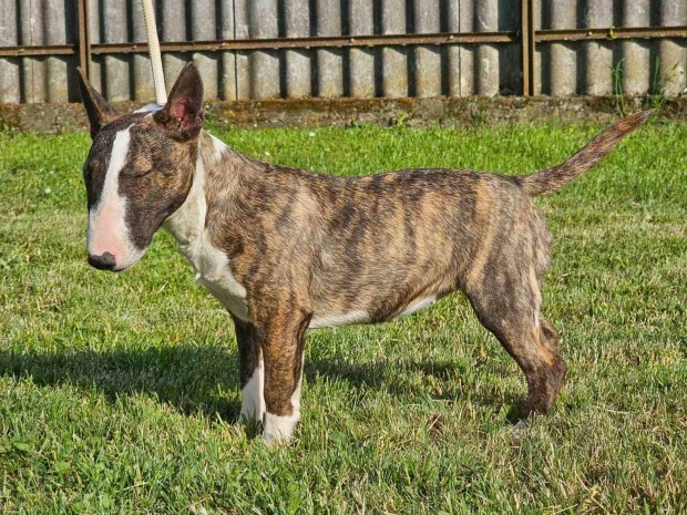 Miniatür Bullterrier extra mini szuka eladó!