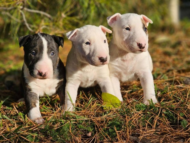 Miniatr Bullterrier minsgi kiskutyk eladak!