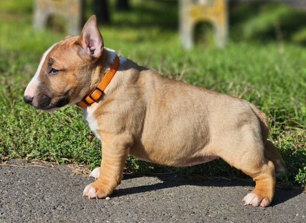 Miniatur bullterrier minsgi kiskutyk eladak!